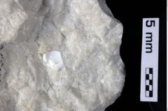 Foto (Detailansicht) von Cracensigillatus acutirostris (Moericke, 1889) (NHMW-GEO-1990-0041-0386)